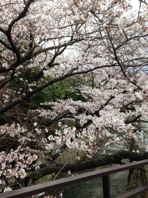 桜　咲く！