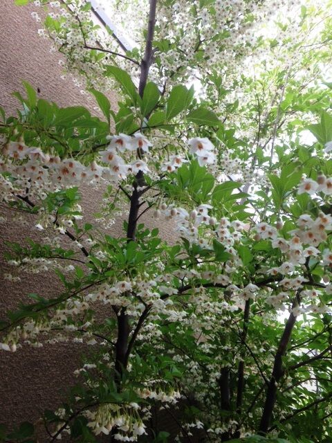 まだインフルエンザが検出されてます。