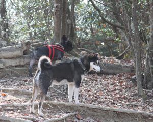 IMG_7150